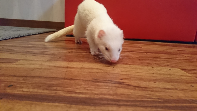 フェレットの梅雨ちゃん お泊まりの様子