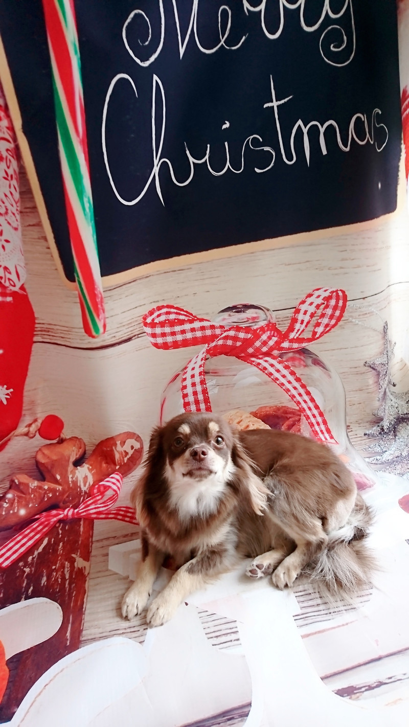 チワワのマロちゃん グルーミングコース 部分カット