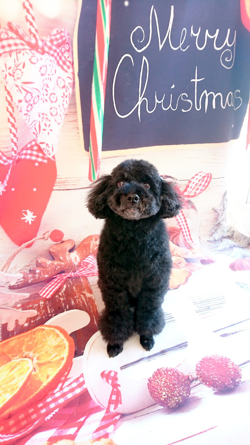 プードルのクールちゃん グルーミングコース