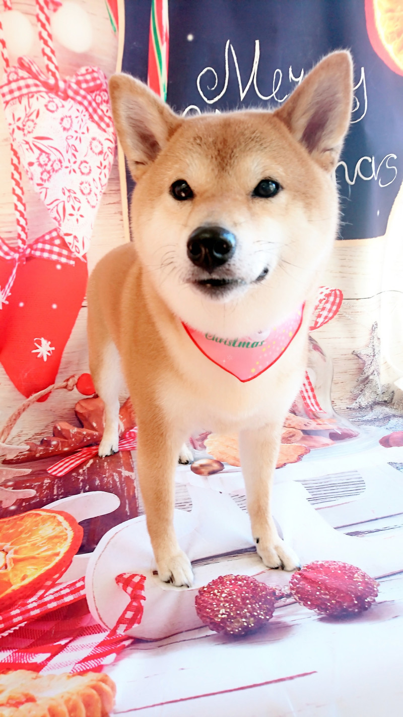 柴の葵ちゃん グルーミングコース