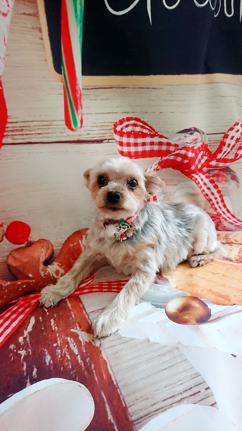 ヨーキーのキャロルちゃん&つくしちゃん トリミングコース