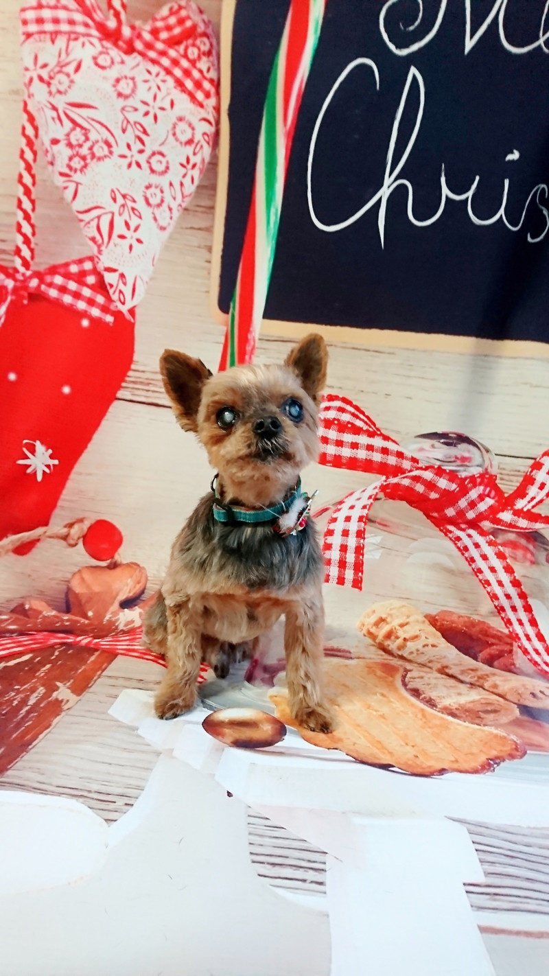 ヨーキーのキャロルちゃん&つくしちゃん トリミングコース