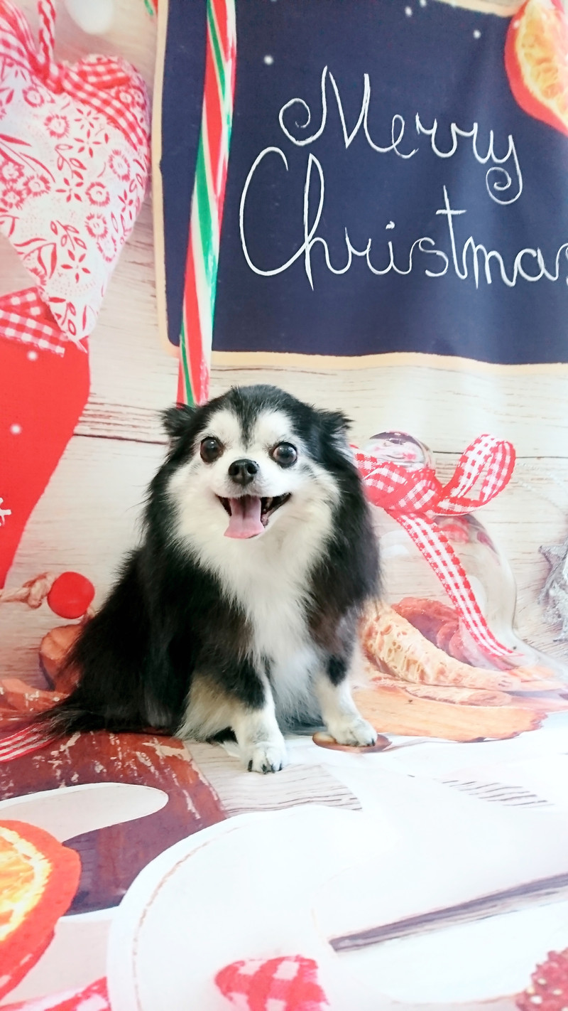 チワワの黒ごまちゃん グルーミングコース