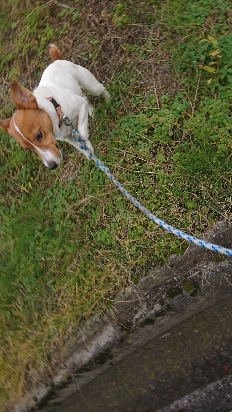 ジャックラッセルのマロンちゃん お泊まりの様子