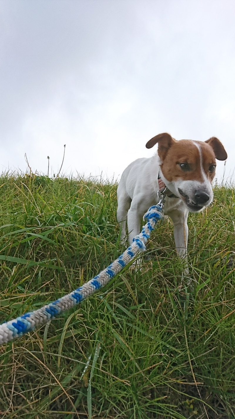 ジャックラッセルのマロンちゃん お泊まりの様子