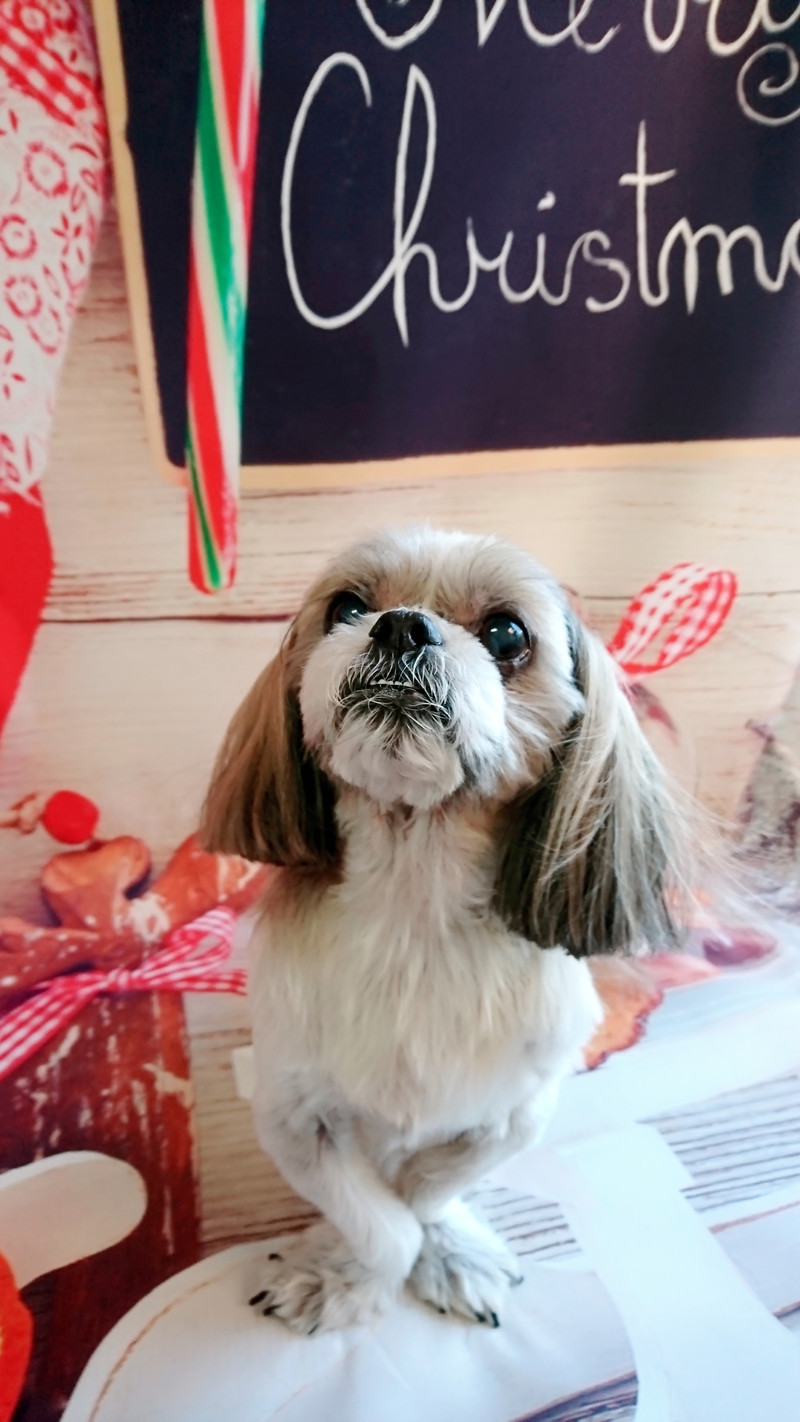 シーズーのクーちゃん シャンプーコース