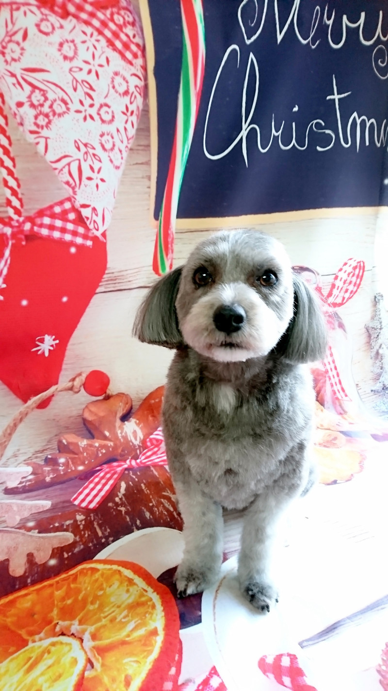 チワワ×プードルのLUNAちゃん トリミングコース