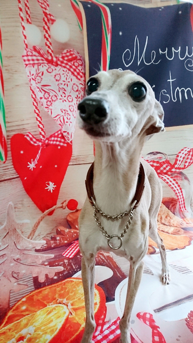 イタグレのダイゴちゃんルルちゃん お爪切り