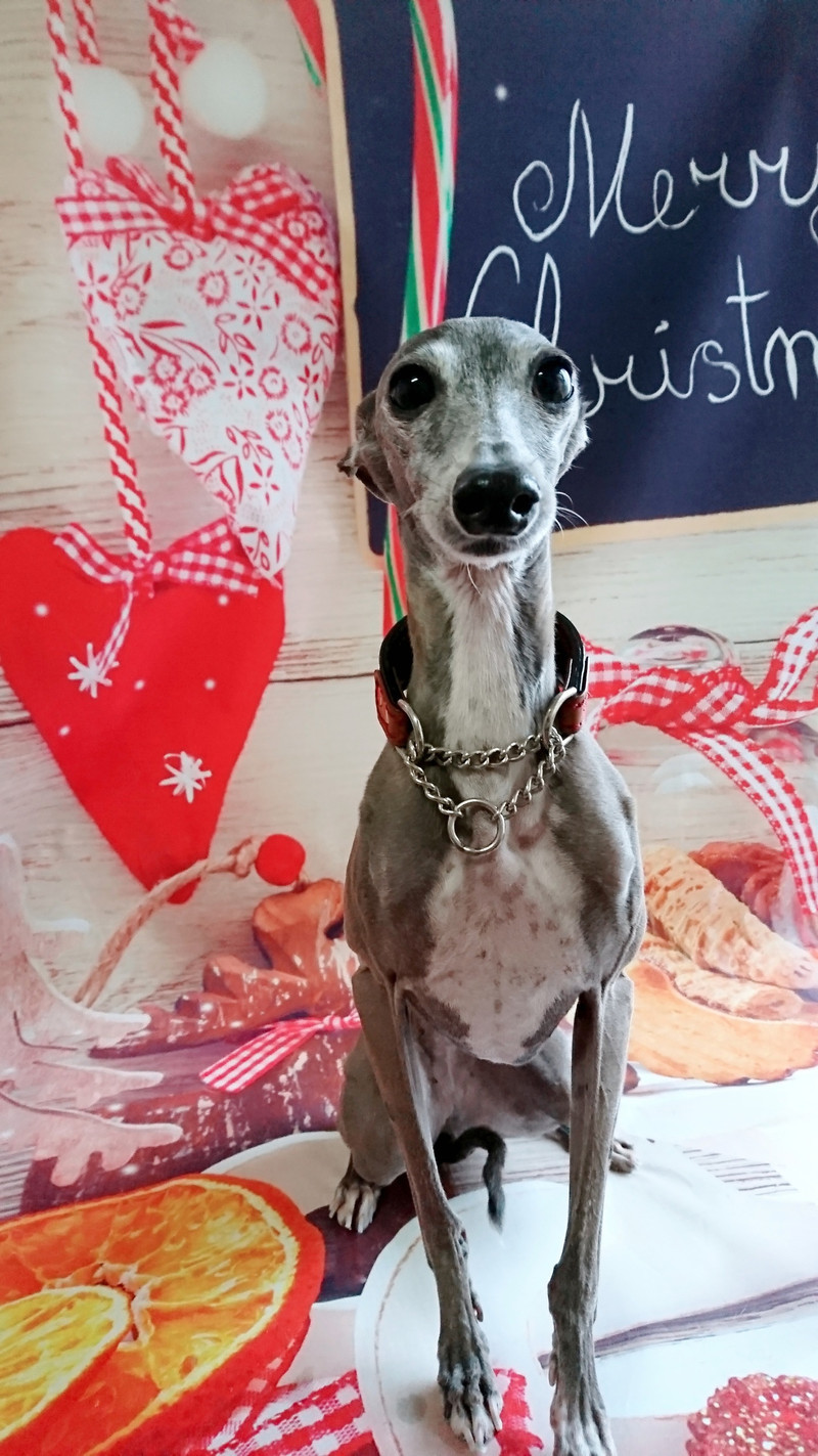 イタグレのダイゴちゃんルルちゃん お爪切り