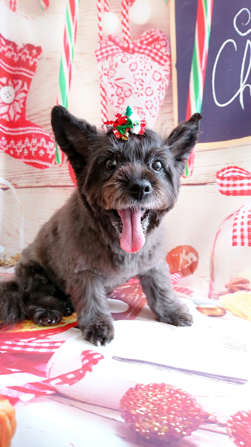 ケアーンのモモちゃん トリミングコース