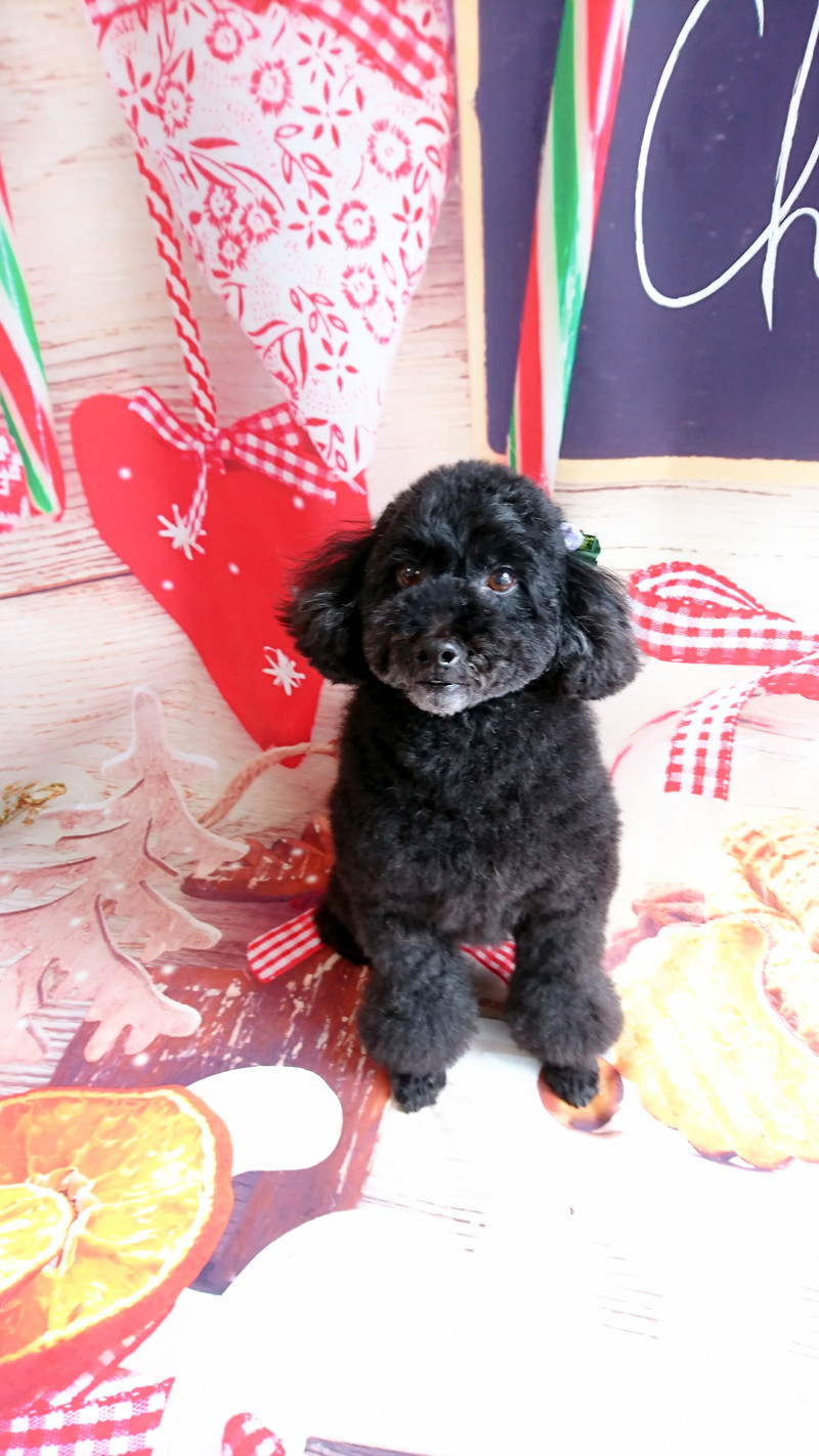 プードルのクールちゃん シャンプーコース