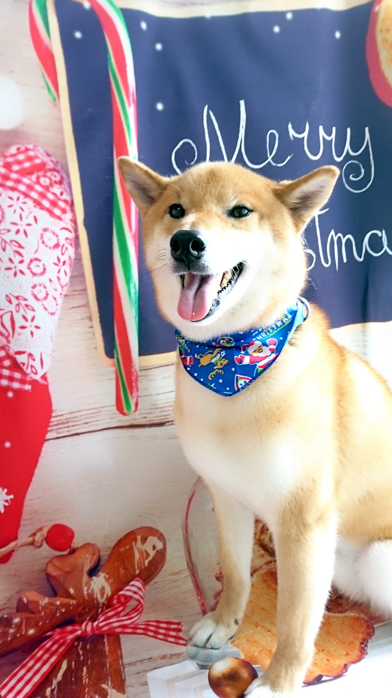 柴の力ちゃん シャンプーコース