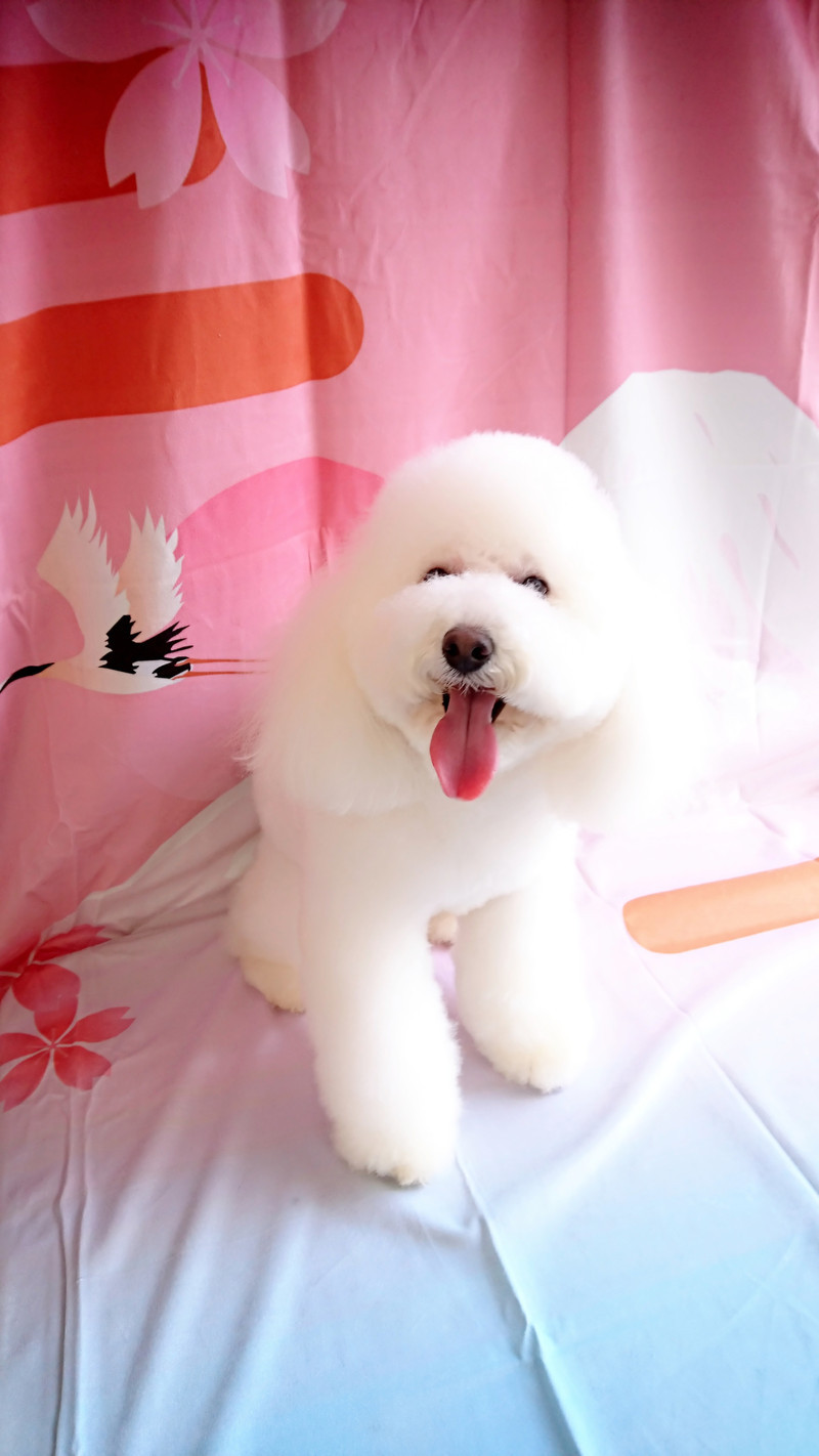 プードルの詩乃ちゃん シャンプーコース