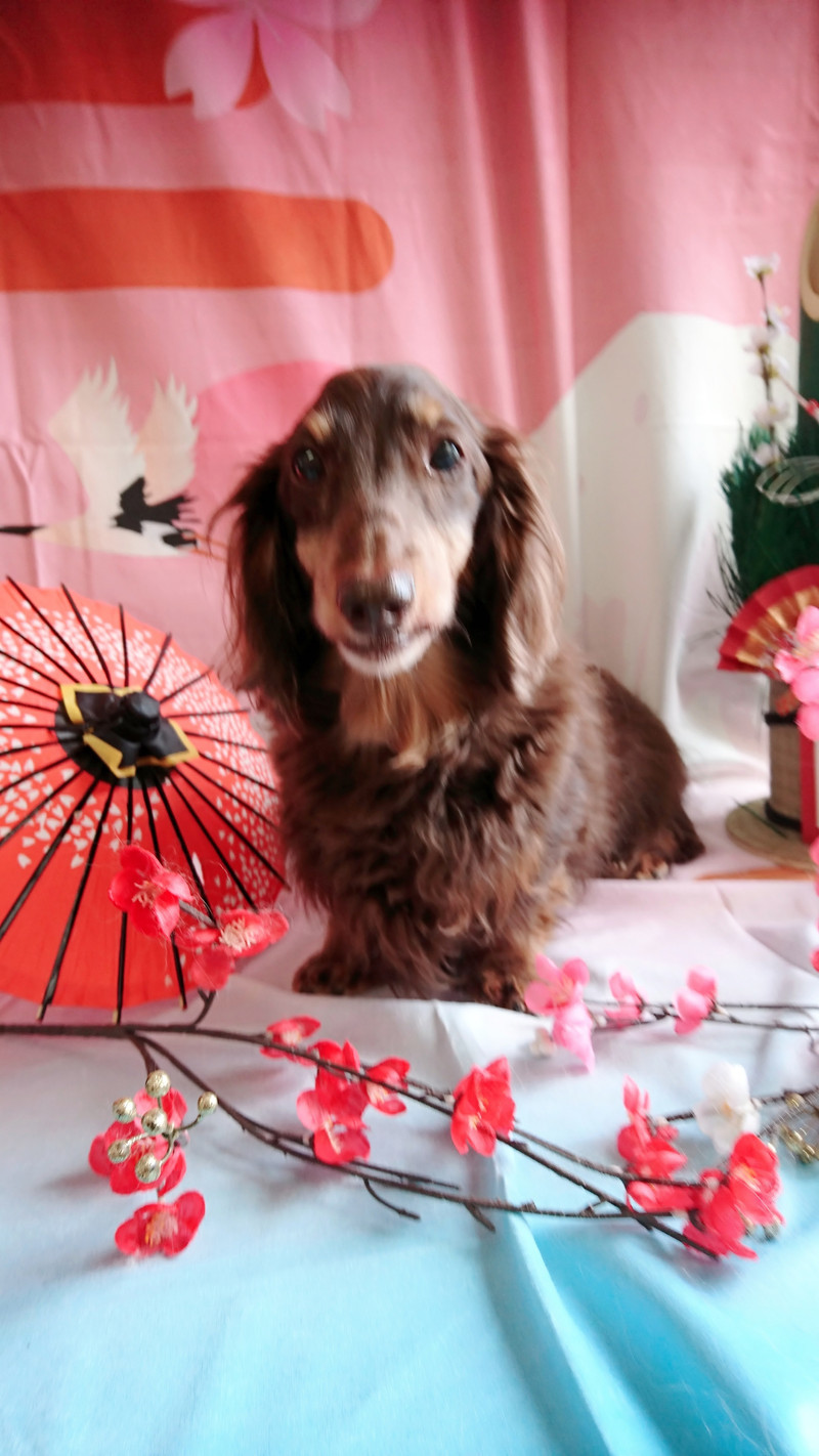 ダックスのジェイちゃん お爪切り 足裏,足回りのカット お腹のバリカンがけ お尻のカット