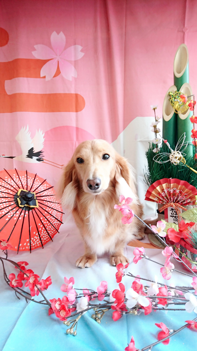 ダックスのモカちゃん グルーミングコース 部分カット デンタル