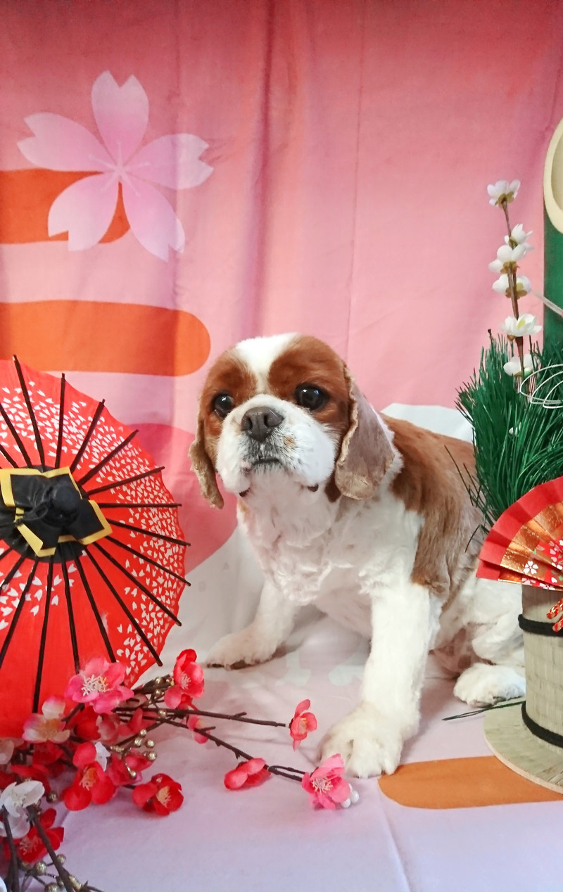 キャバリアのまるちゃん トリミングコース