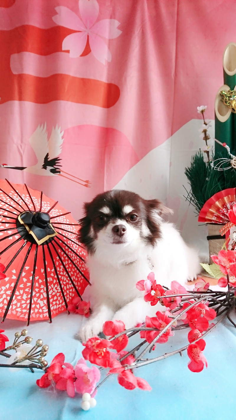 チワワのチョコちゃん グルーミングコース デンタル