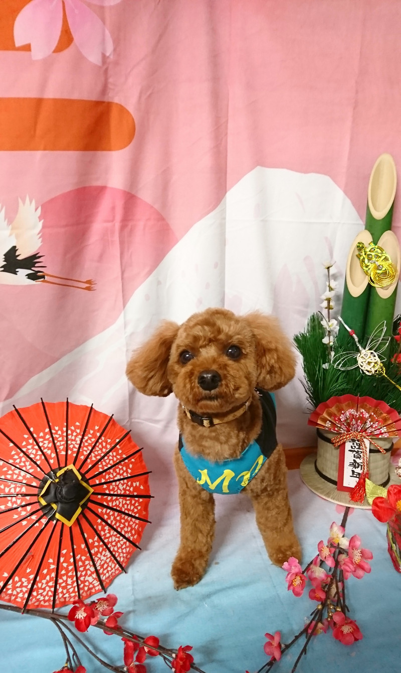 プードルのそらちゃん トリミングコース