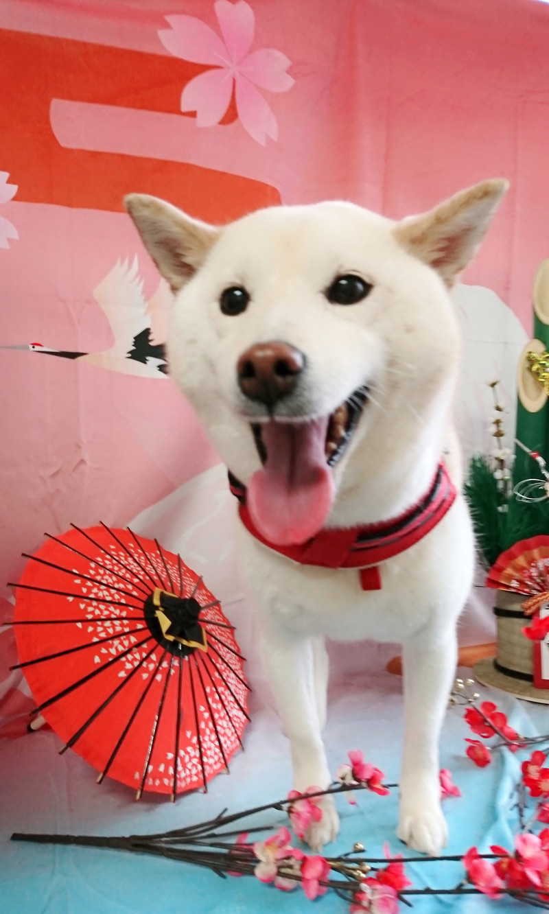 柴のソラちゃん シャンプーコース お爪切り