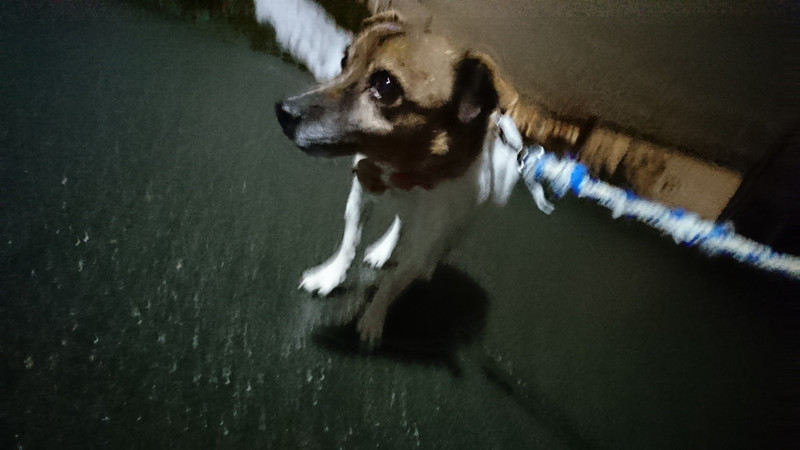 ジャックラッセルのマナちゃん お泊まりの様子