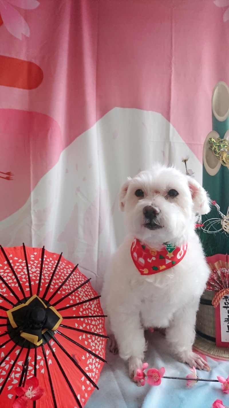 マルチーズのプータちゃん シャンプーコース お耳掃除 足先のバリカン