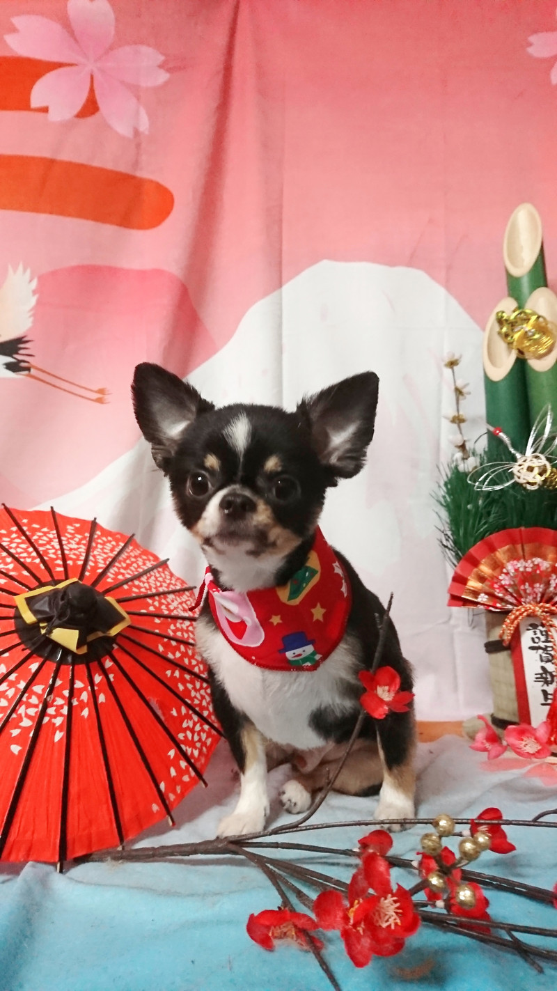 チワワのこはくちゃん トリミングコース