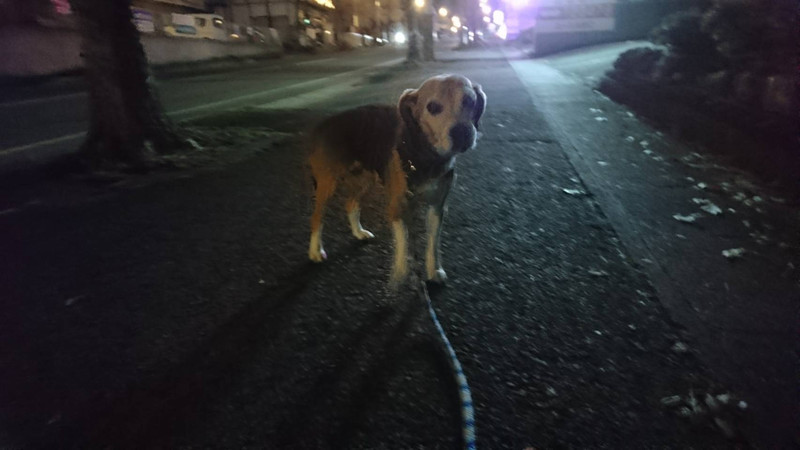 ビーグルのたぁちゃん お泊まりの様子