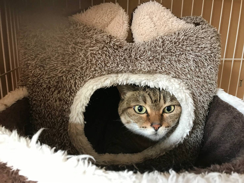 猫のあやめちゃん お泊まりの様子