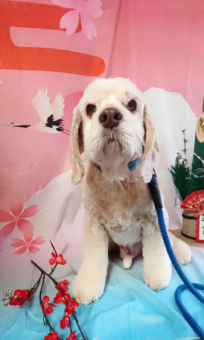 コッカーのツトムちゃん トリミングコース