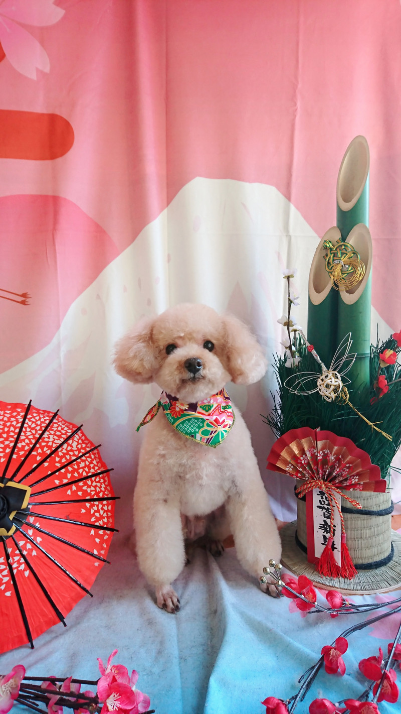 プードルのティムちゃん トリミングコース