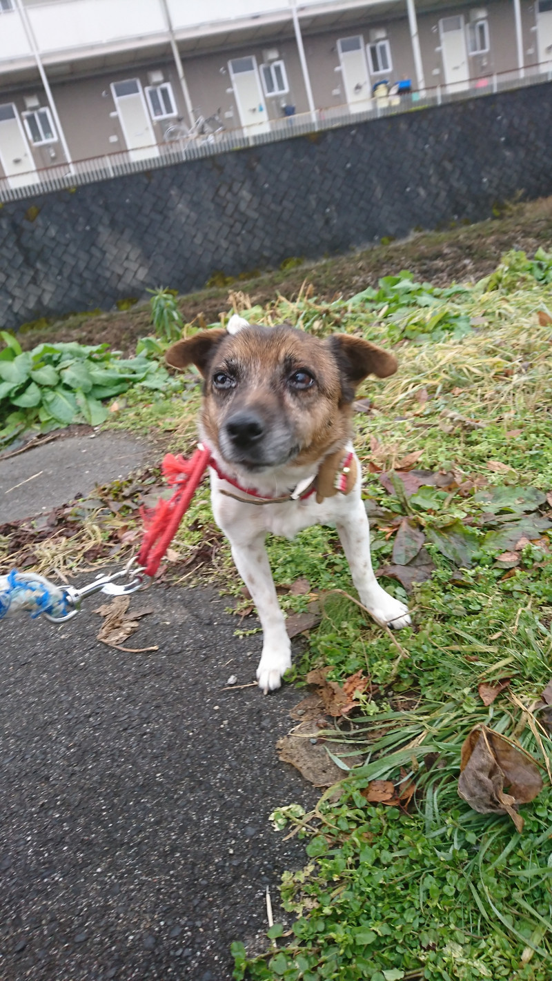 ジャックラッセルのマナちゃん お泊まりの様子