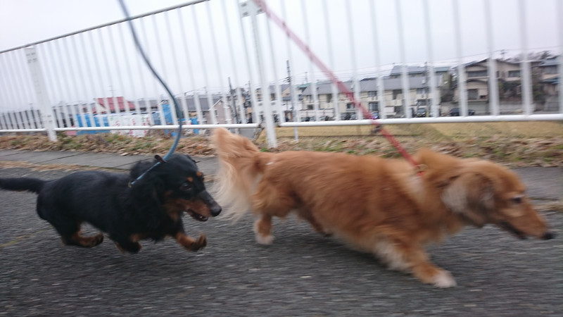 ダックスのレオちゃん&ラクちゃん お泊まりの様子