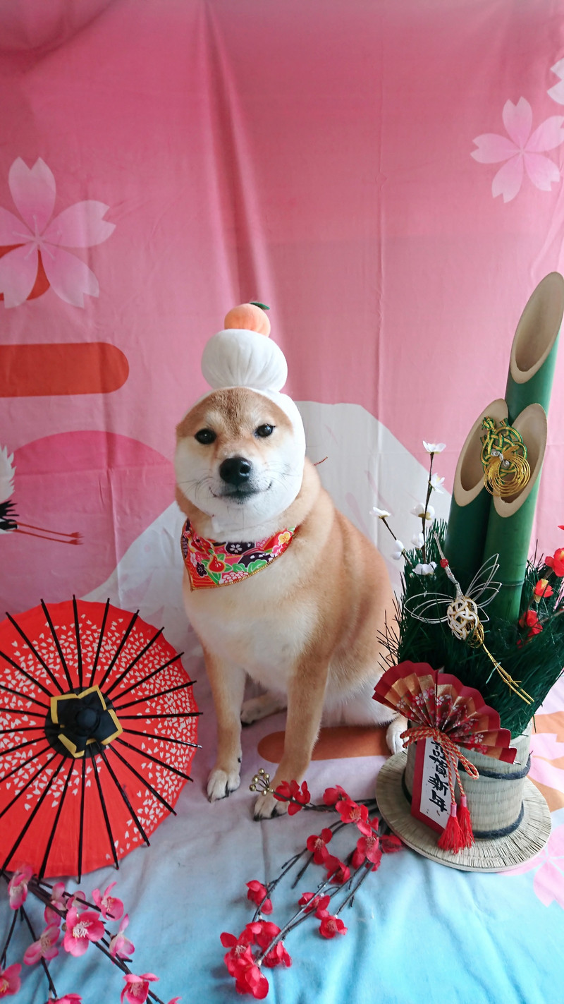 柴の葵ちゃん グルーミングコース