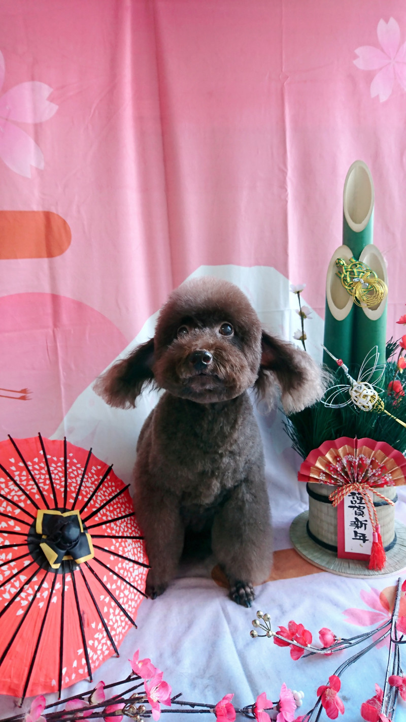 プードルのベイリーちゃん&シーズーMIXのシーちゃん トリミングコース