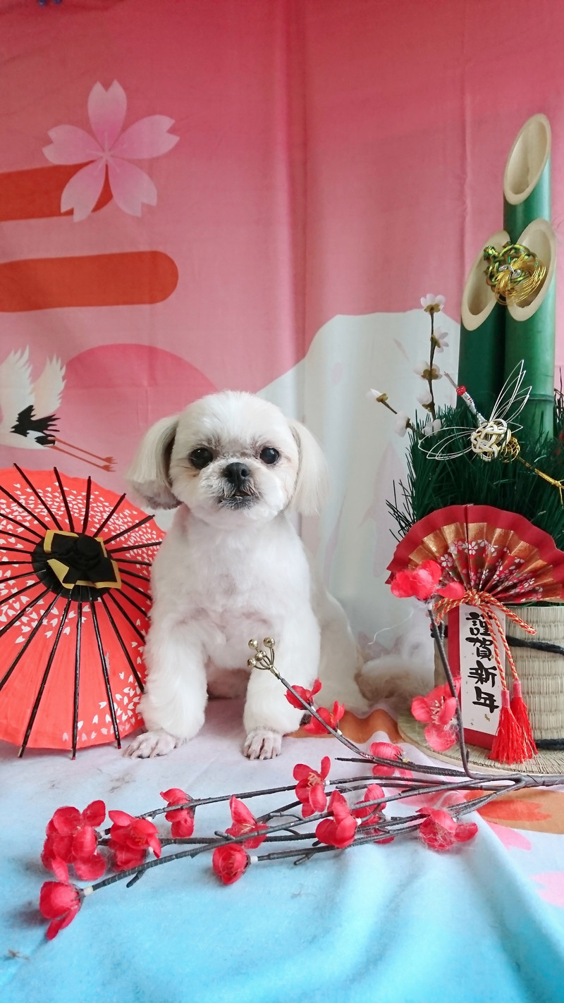 プードルのベイリーちゃん&シーズーMIXのシーちゃん トリミングコース