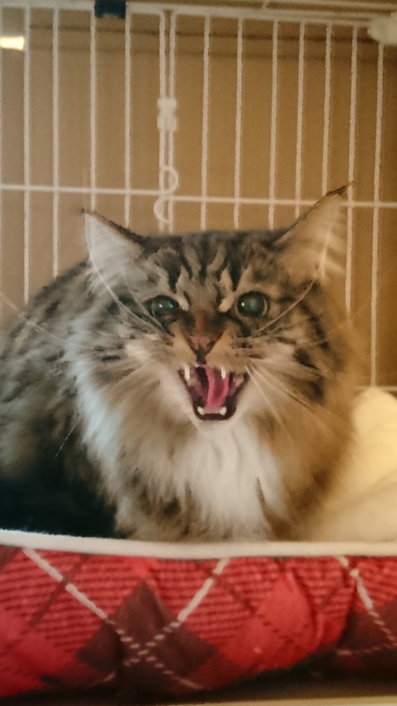 マンチカンのレオンちゃん お泊まりの様子