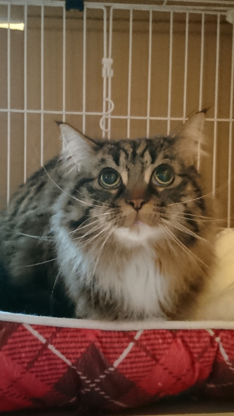 マンチカンのレオンちゃん お泊まりの様子