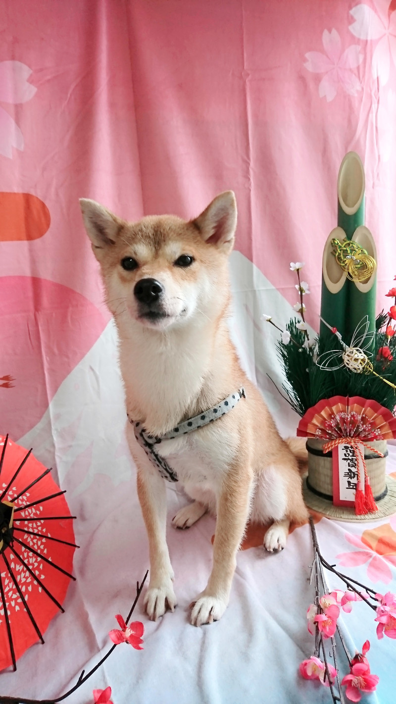 柴のさくらちゃん シャンプーコース お爪切り