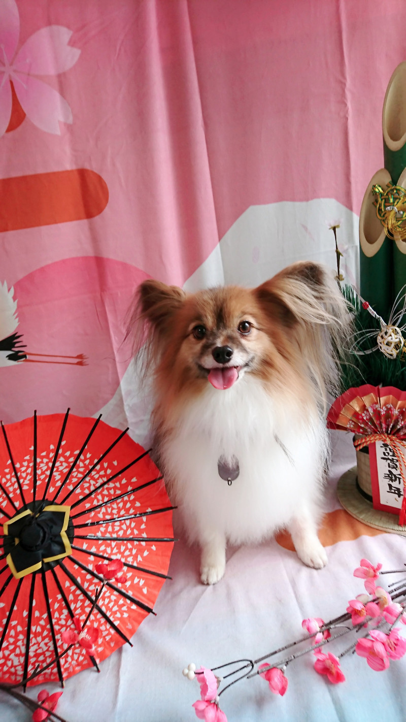 パピヨンのパピ助ちゃん グルーミングコース