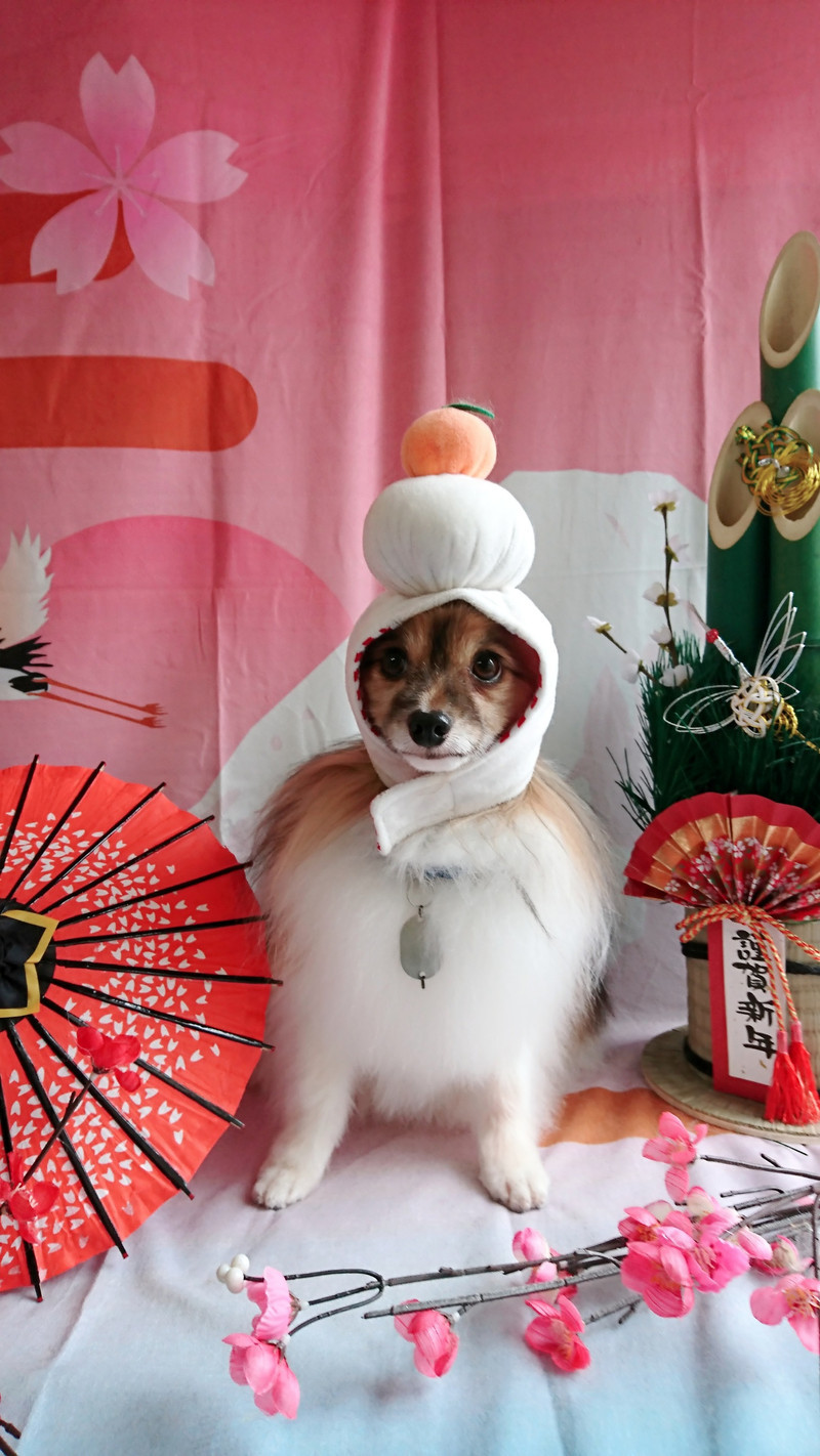 パピヨンのパピ助ちゃん グルーミングコース