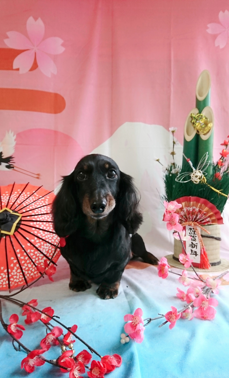 ダックスのすももちゃん トリミングコース デンタル