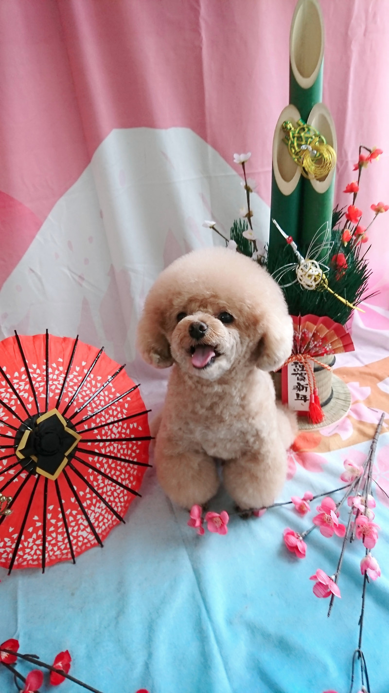 プードルの岳ちゃん シャンプーコース お爪切り 足裏、足周りのカット 肛門周りのカット