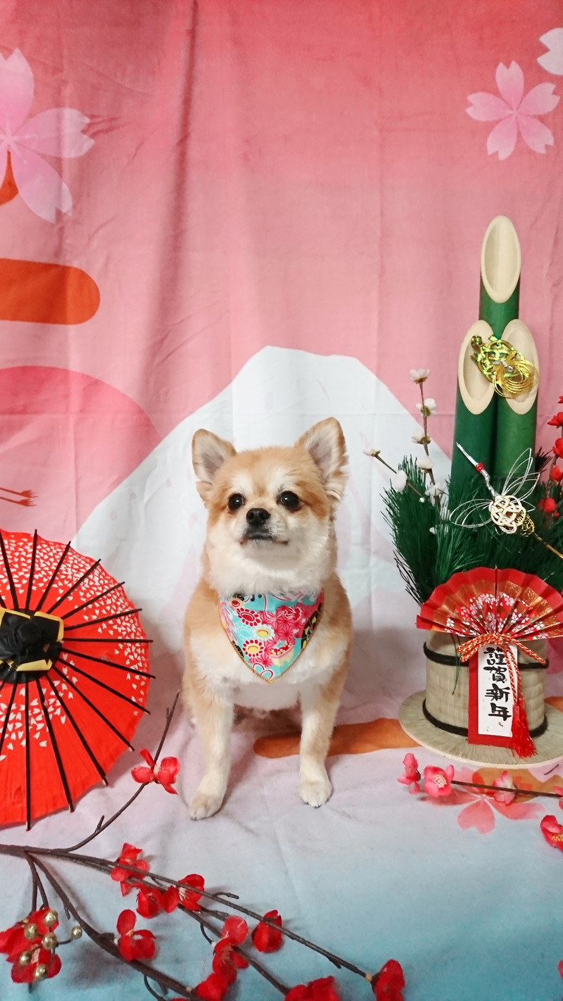 MIXの虎徹ちゃん トリミングコース