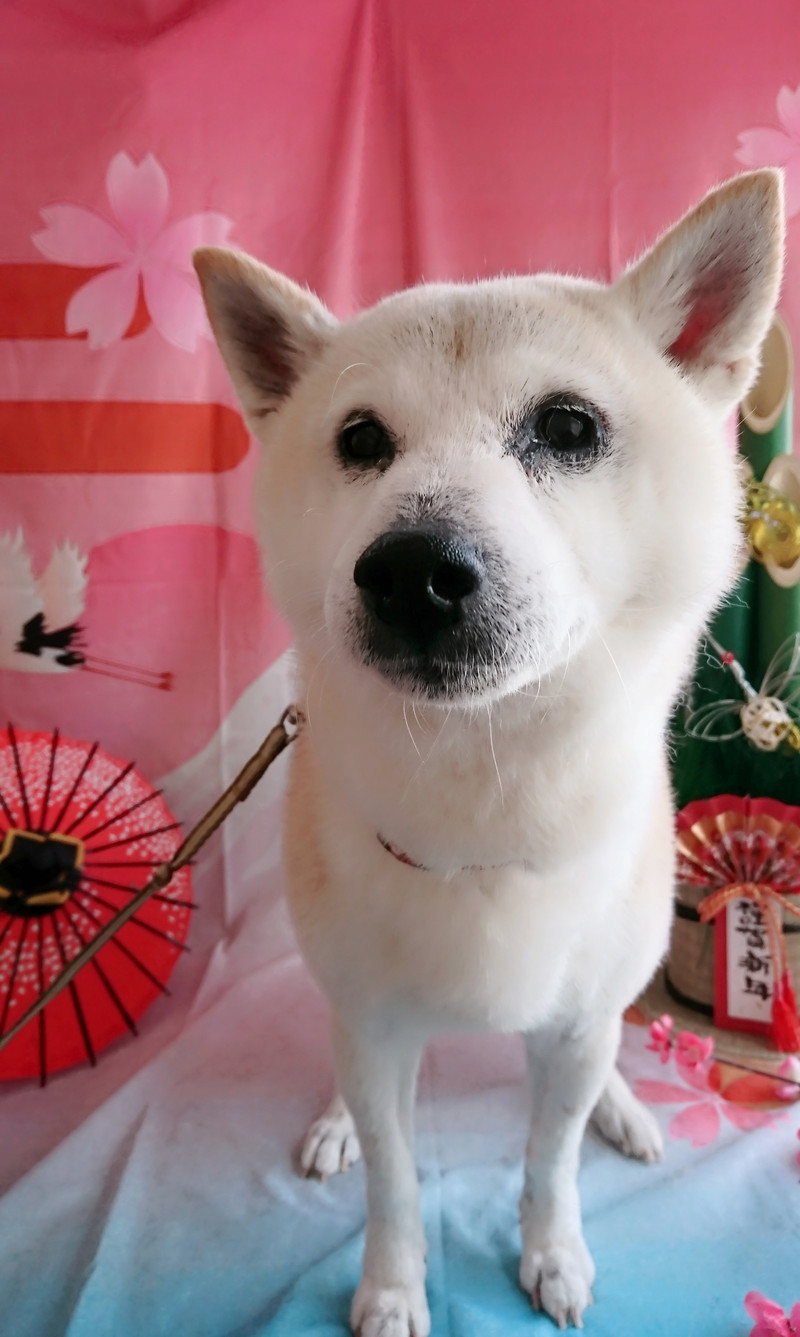 柴の太郎ちゃん グルーミングコース