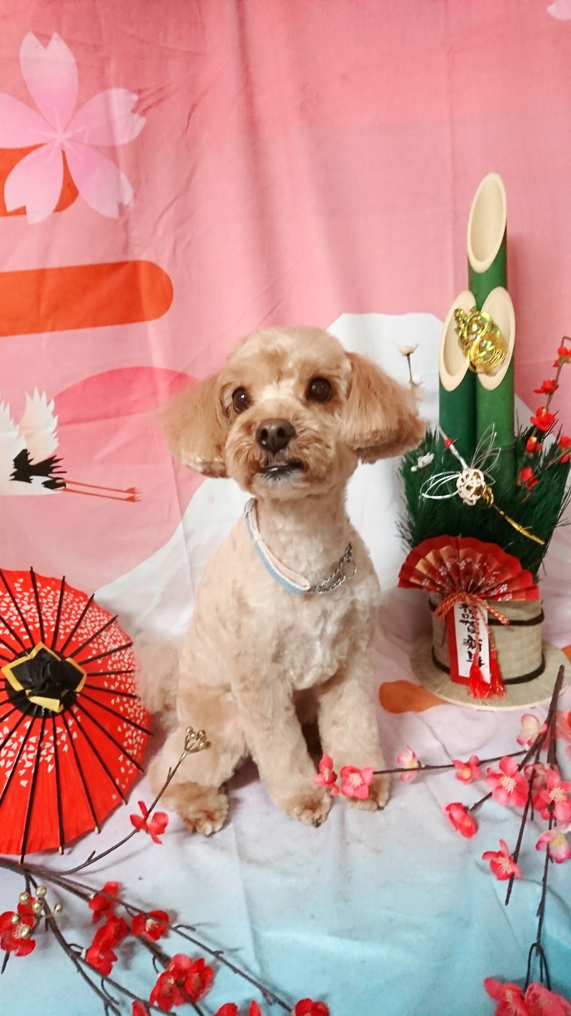 MIXのトイちゃん トリミングコース