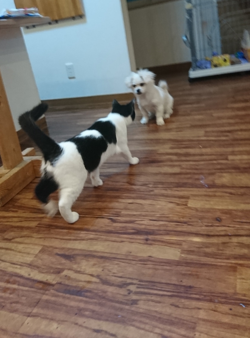 ポメラニアン×ペキニーズのハッピーちゃん お泊まりの様子