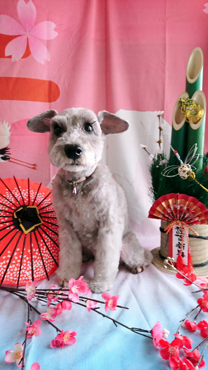 シュナウザーのももちゃん トリミングコース