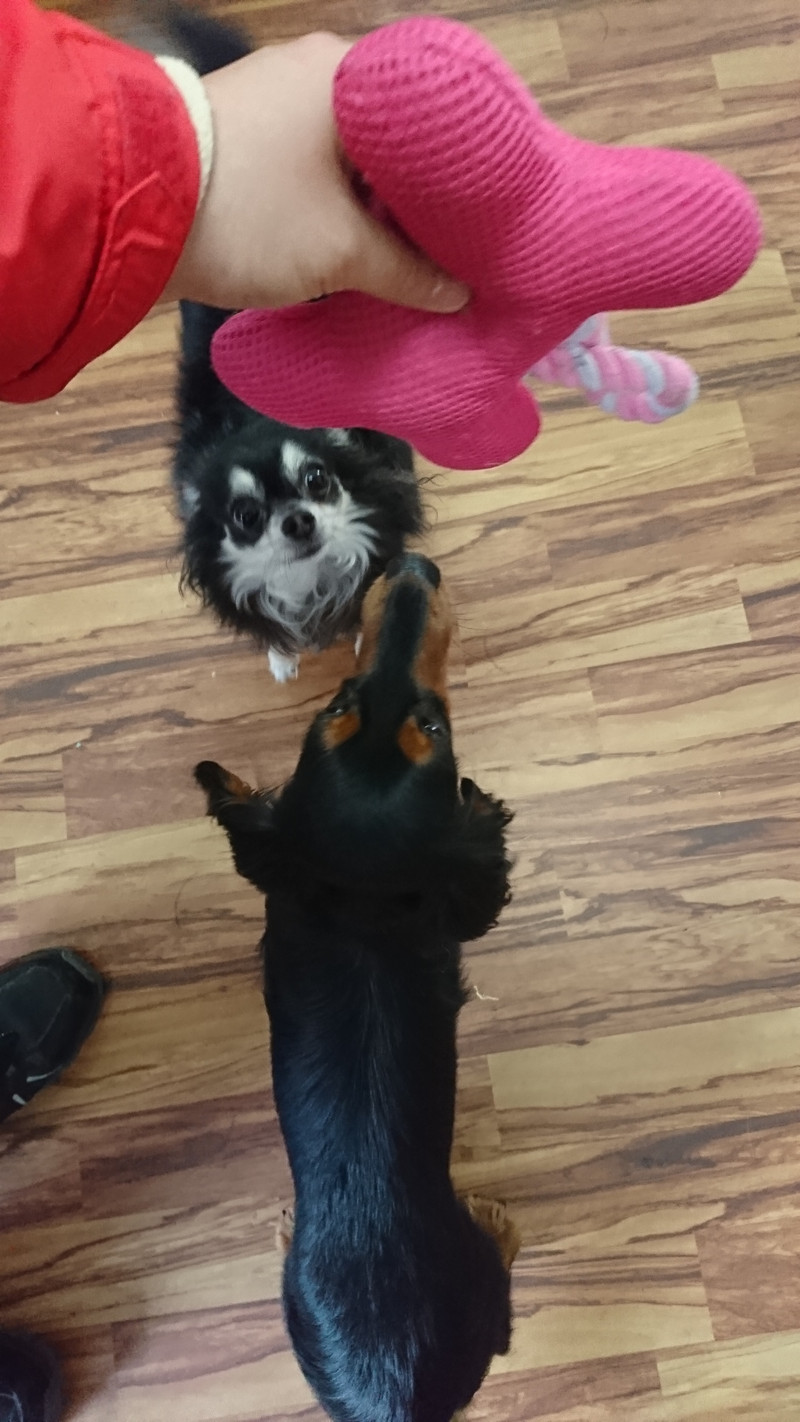 チワワのココアちゃん お泊まりの様子