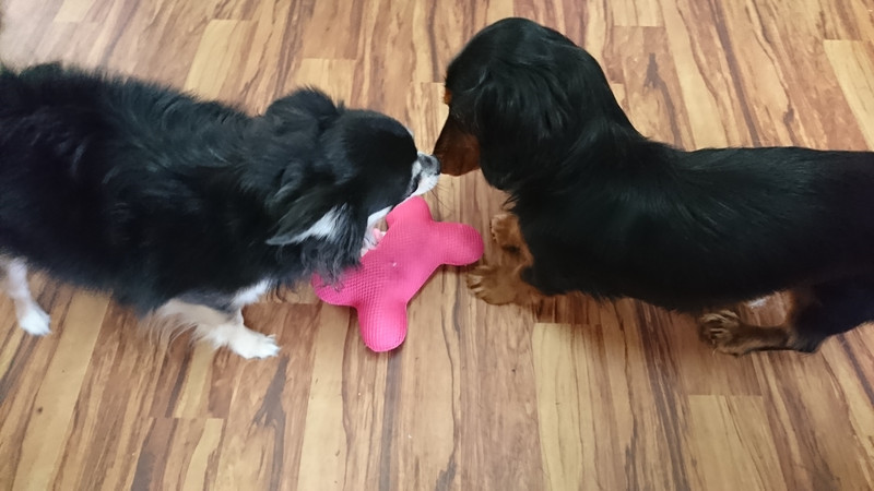 ダックスのルルちゃん お泊まりの様子