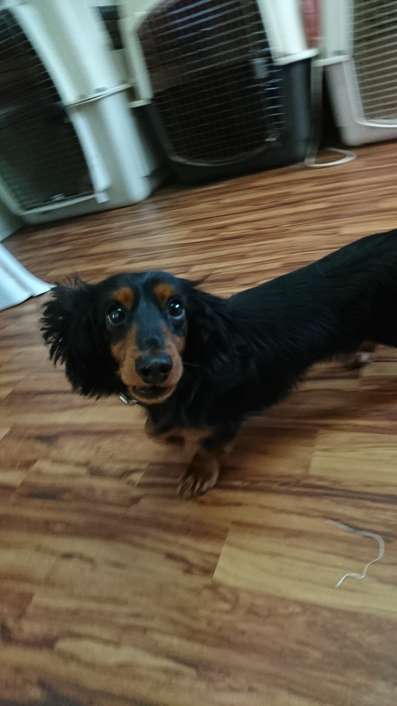 ダックスのルルちゃん お泊まりの様子